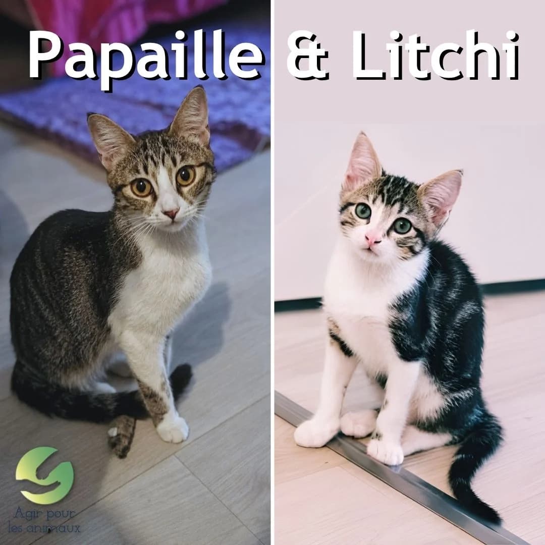PAPAILLE & LITCHI, puppy mixed breed for adoption at Association Agir pour les Animaux, Rennes
