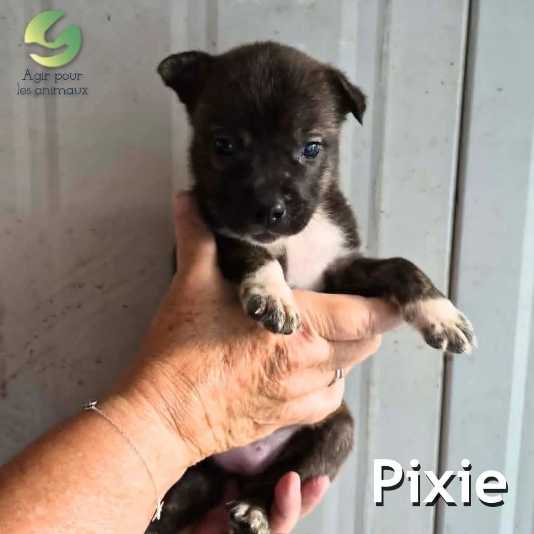 PIXIE, male puppy mixed breed for adoption at Association Agir pour les Animaux, Rennes