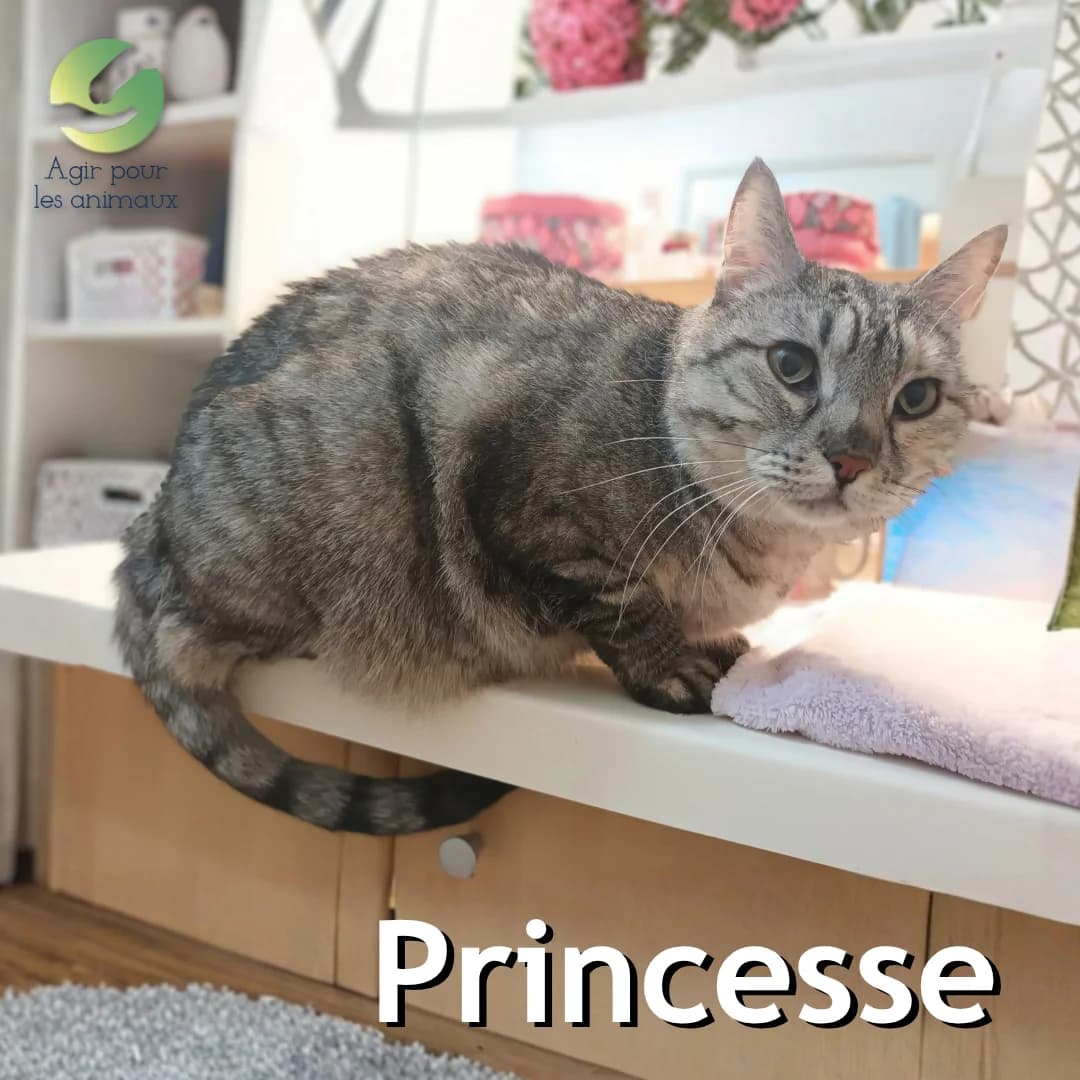 PRINCESSE, 6yo mixed breed for adoption at Association Agir pour les Animaux, Rennes
