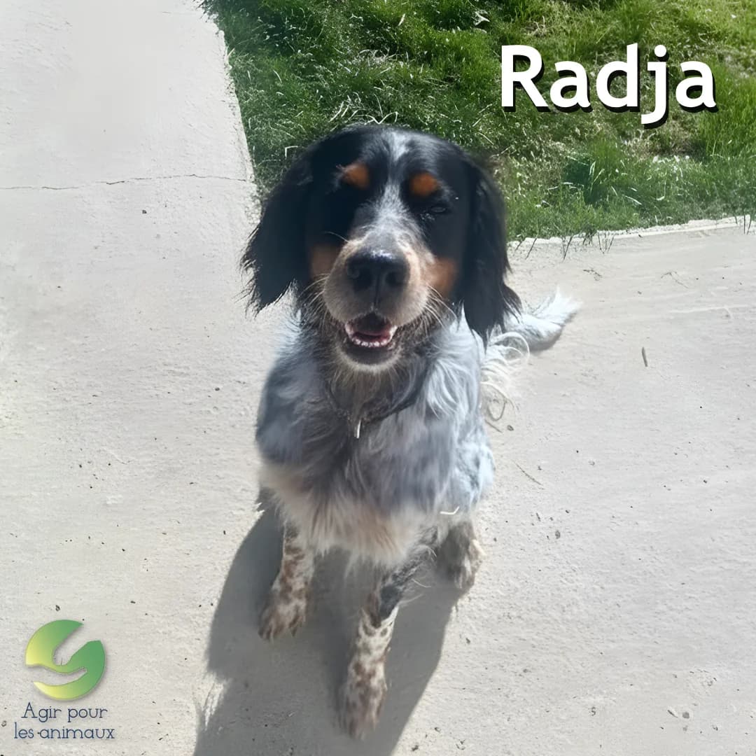 RADJA, 5yo English Setter for adoption at Association Agir pour les Animaux, Rennes