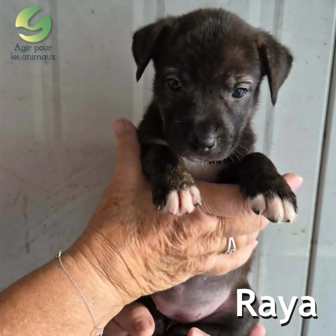 RAYA, male puppy mixed breed for adoption at Association Agir pour les Animaux, Rennes