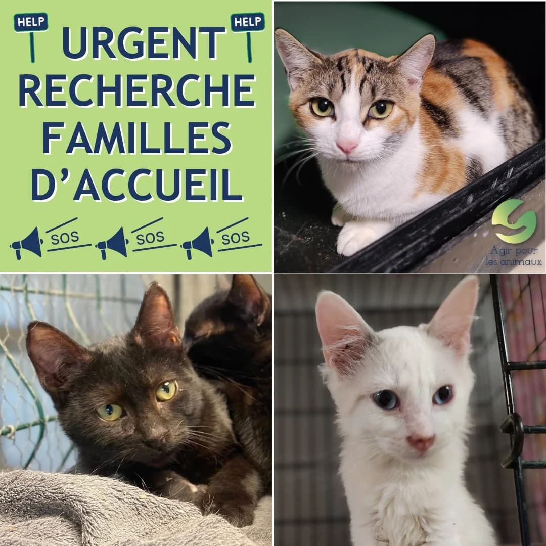 RECHERCHE FA EN URGENCE, mixed breed for adoption at Association Agir pour les Animaux, Rennes