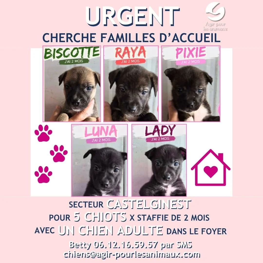 RECHERCHE FAMILLES D'ACCUEIL, puppy Mixed Breed for adoption at Association Agir pour les Animaux, Rennes