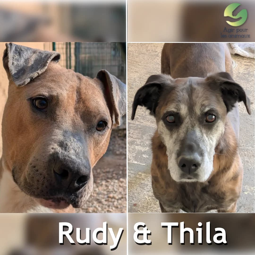RUDY & THILA, 3yo American Staffordshire Terrier for adoption at Association Agir pour les Animaux, Rennes