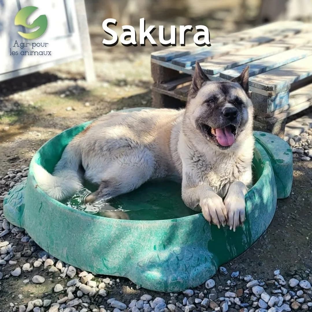 SAKURA, female 5yo Mixed Breed for adoption at Association Agir pour les Animaux, Rennes