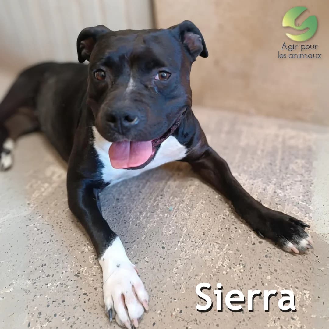 SIERRA, male 4yo mixed breed for adoption at Association Agir pour les Animaux, Rennes