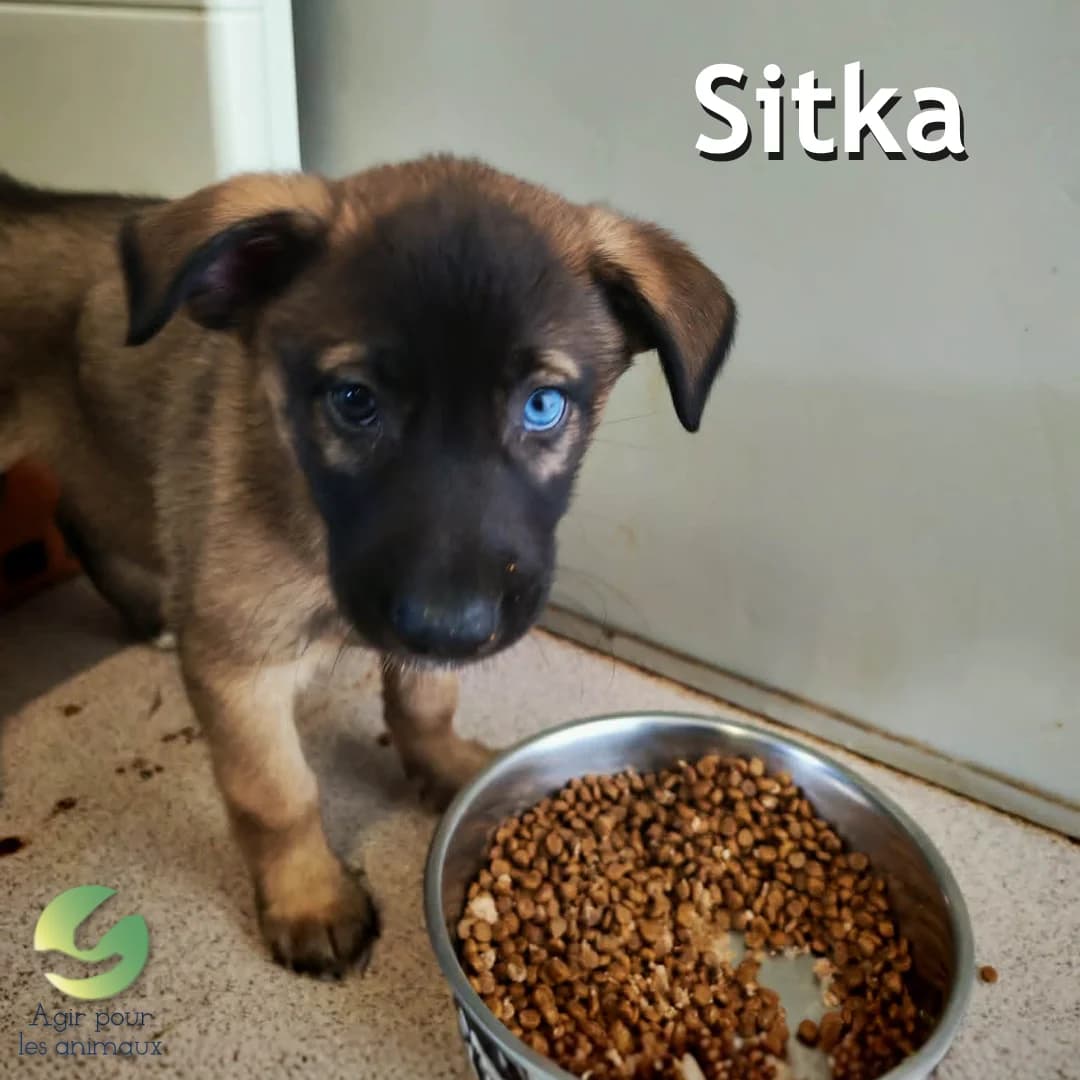 SITKA, female puppy mixed breed for adoption at Association Agir pour les Animaux, Rennes
