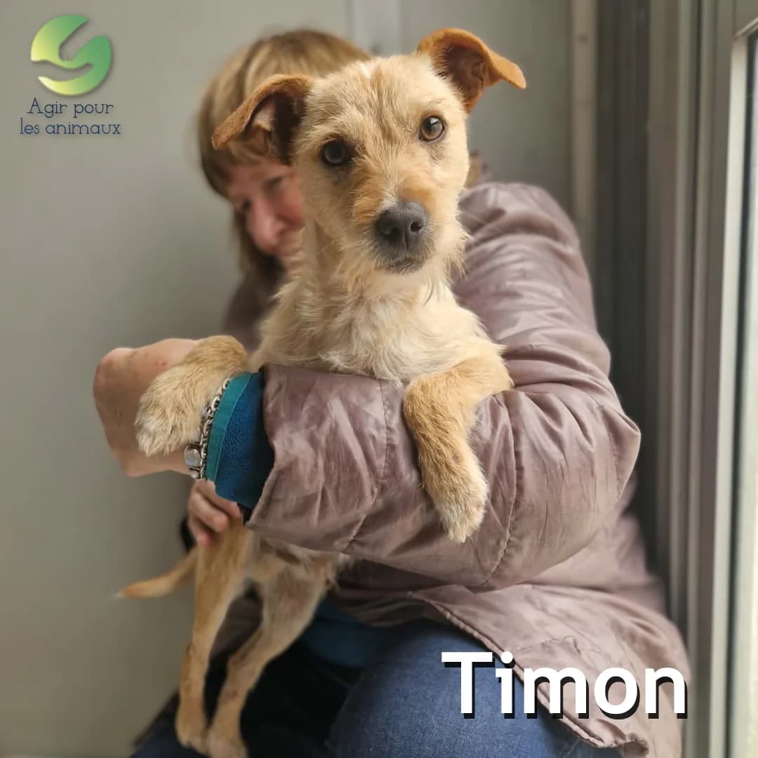 TIMON, young mixed breed for adoption at Association Agir pour les Animaux, Rennes