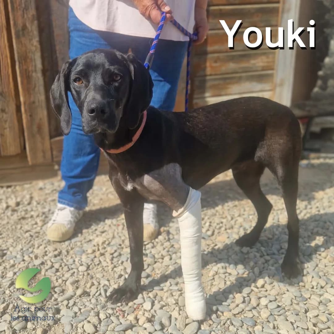YOUKI, puppy mixed breed for adoption at Association Agir pour les Animaux, Rennes