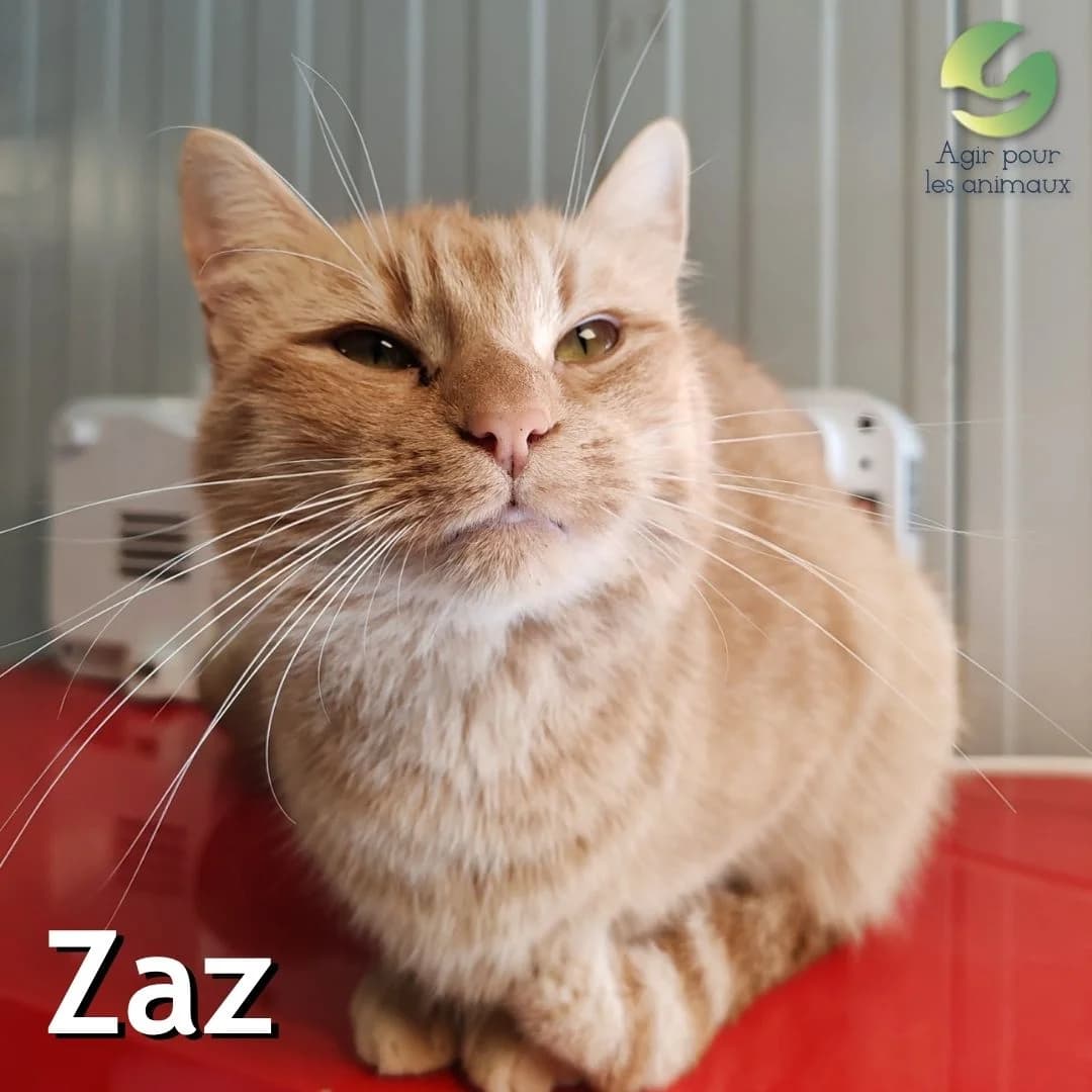 ZAZ, young mixed breed for adoption at Association Agir pour les Animaux, Rennes