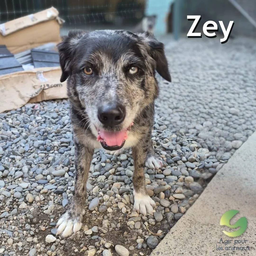 ZEY, senior Border Collie for adoption at Association Agir pour les Animaux, Rennes