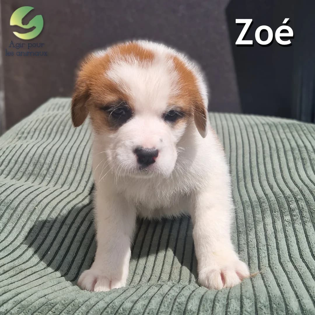 ZOÉ, male puppy mixed breed for adoption at Association Agir pour les Animaux, Rennes