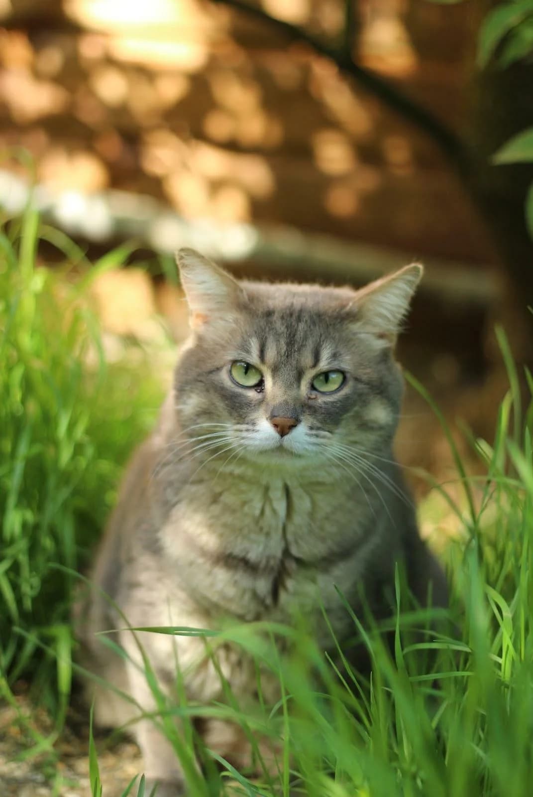Aimable, senior European Shorthair for adoption at Agir Pour La Vie Animale, France