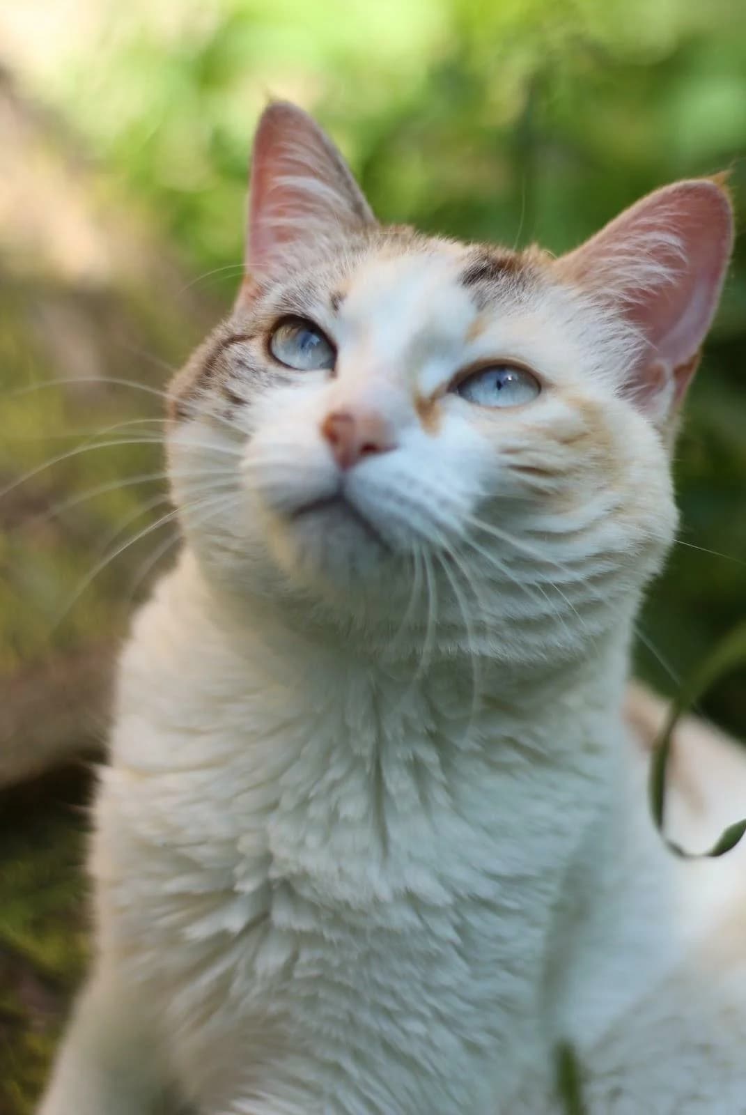 Aquarelle, female senior European Shorthair for adoption at Agir Pour La Vie Animale, France