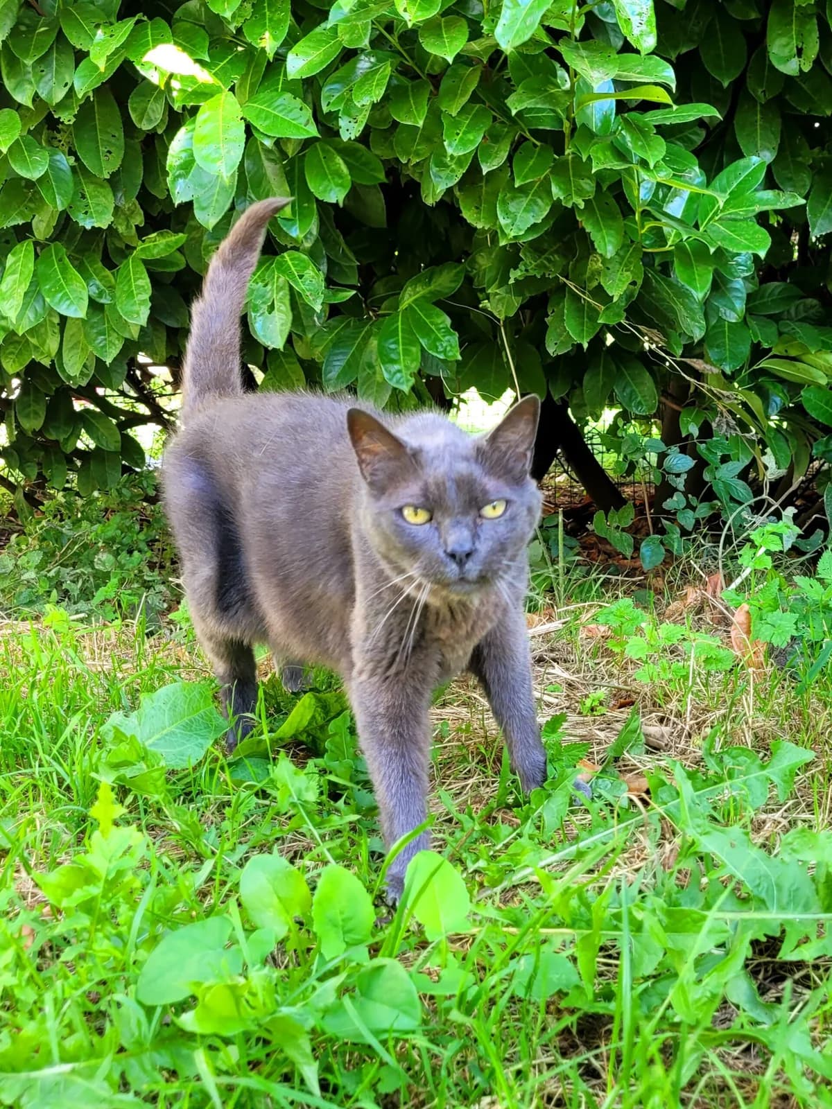 Balthazar, 5yo European Shorthair for adoption at Agir Pour La Vie Animale, France