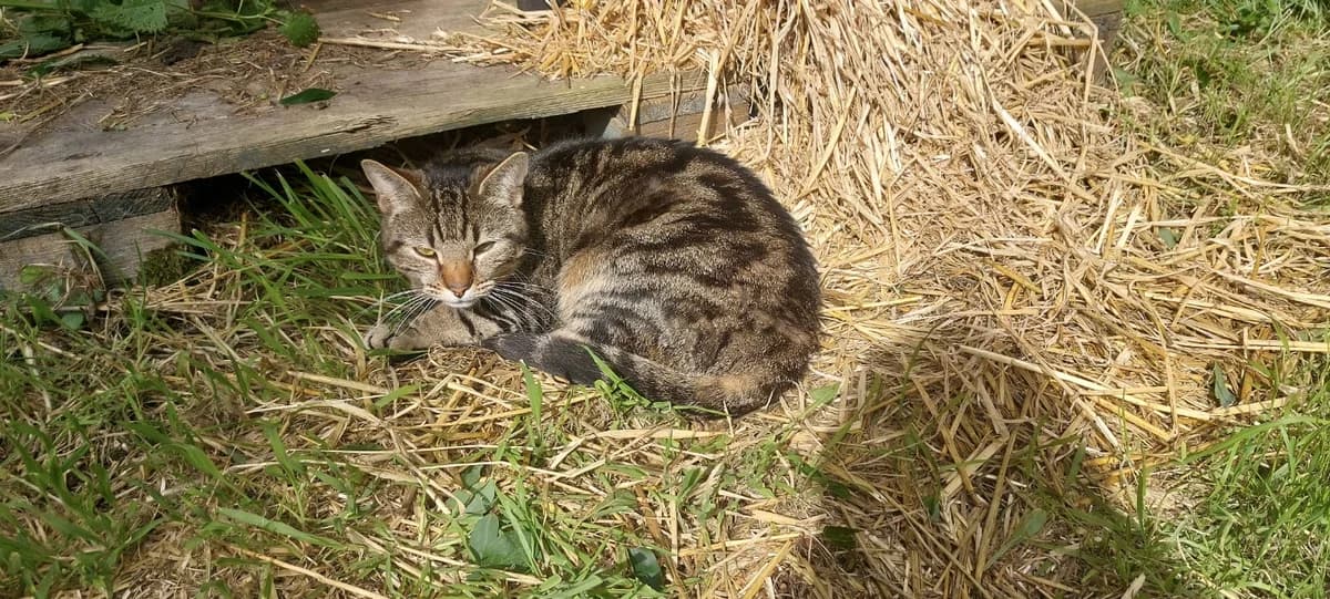 Berlioz, male 3yo European Shorthair for adoption at Agir Pour La Vie Animale, France