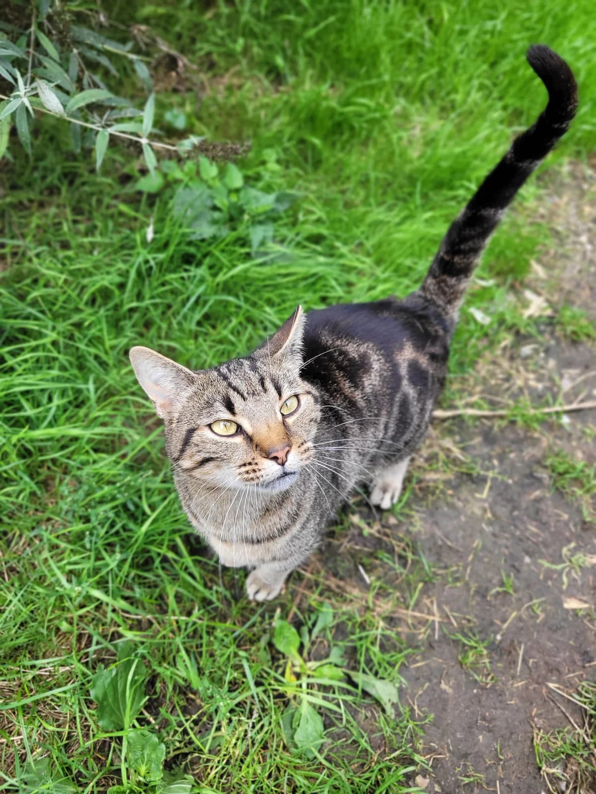 Berlioz, male 4yo European Shorthair for adoption at Agir Pour La Vie Animale, France