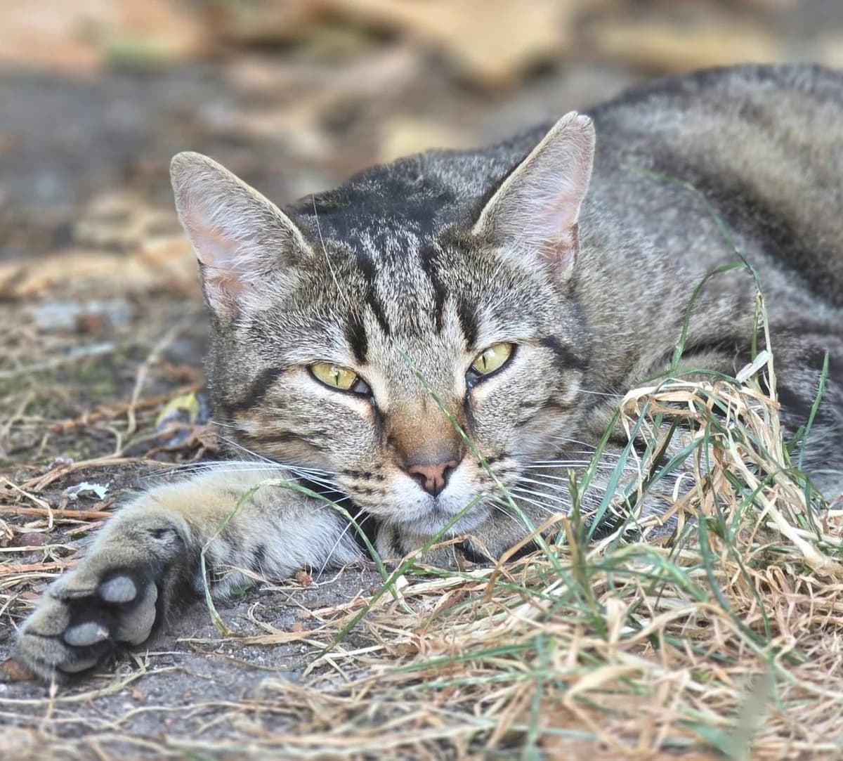 Berlioz, male 4yo European Shorthair for adoption at Agir Pour La Vie Animale, France