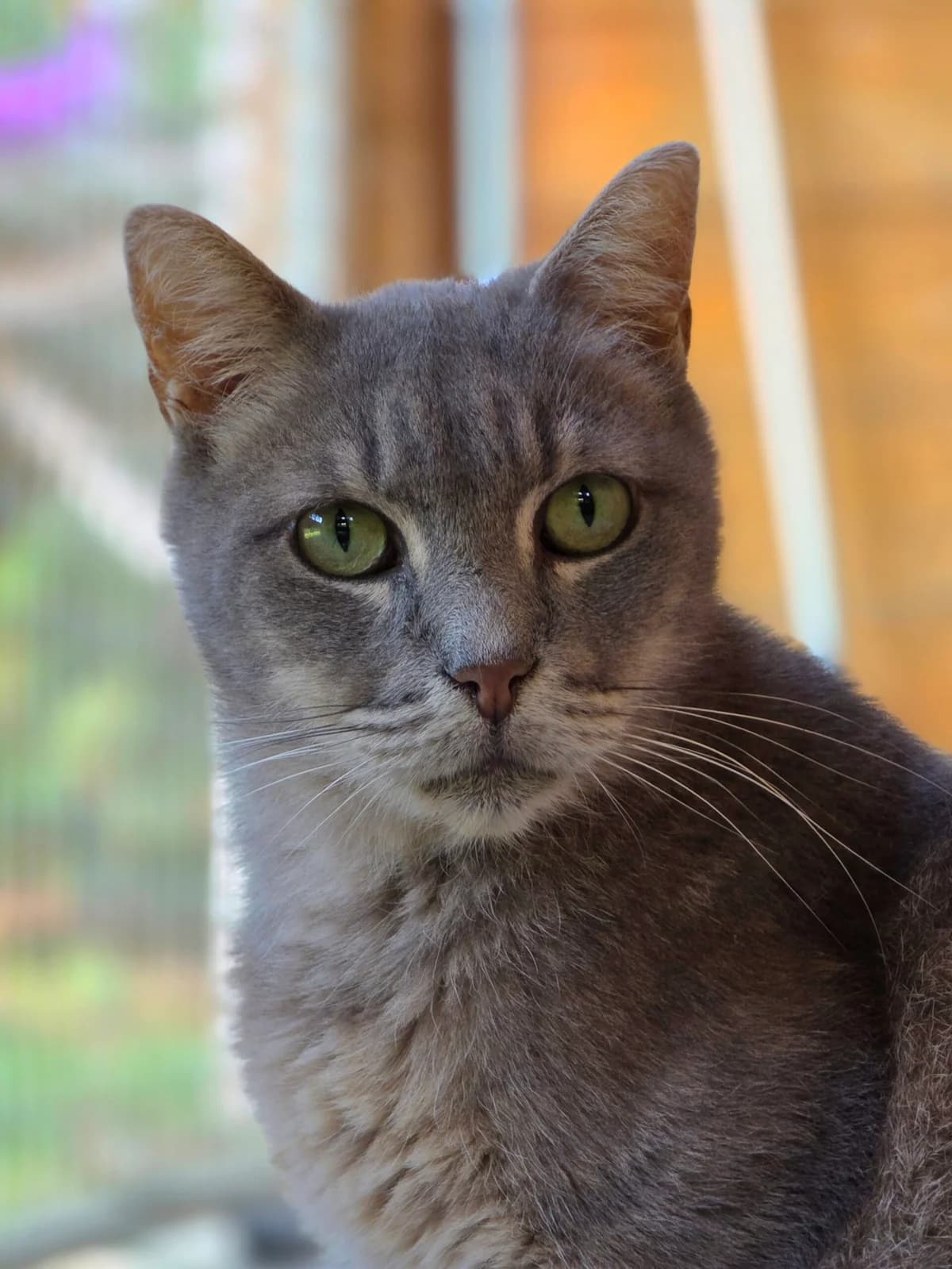 Bijou, senior European Shorthair for adoption at Agir Pour La Vie Animale, France
