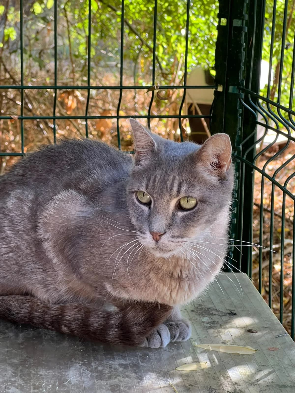 Bijou, senior European Shorthair for adoption at Agir Pour La Vie Animale, France