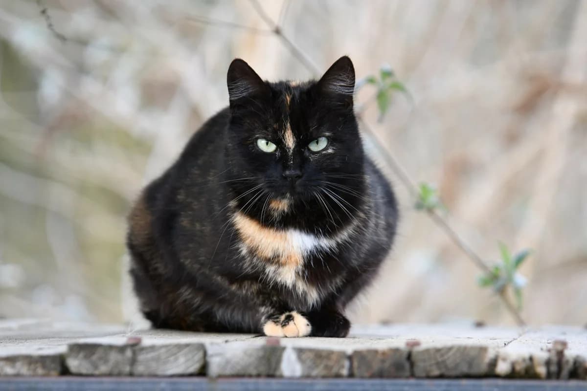 Bruine, female young European Shorthair for adoption at Agir Pour La Vie Animale, France