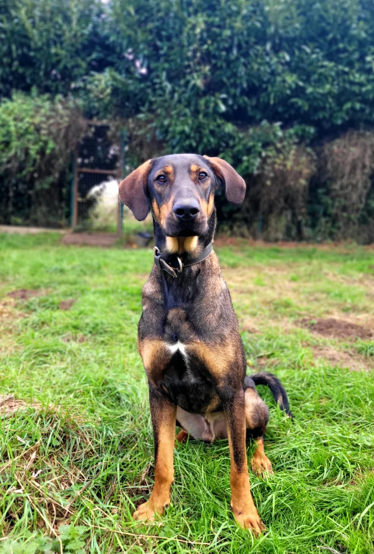 Chirac, male puppy Doberman for adoption at Agir Pour La Vie Animale, France