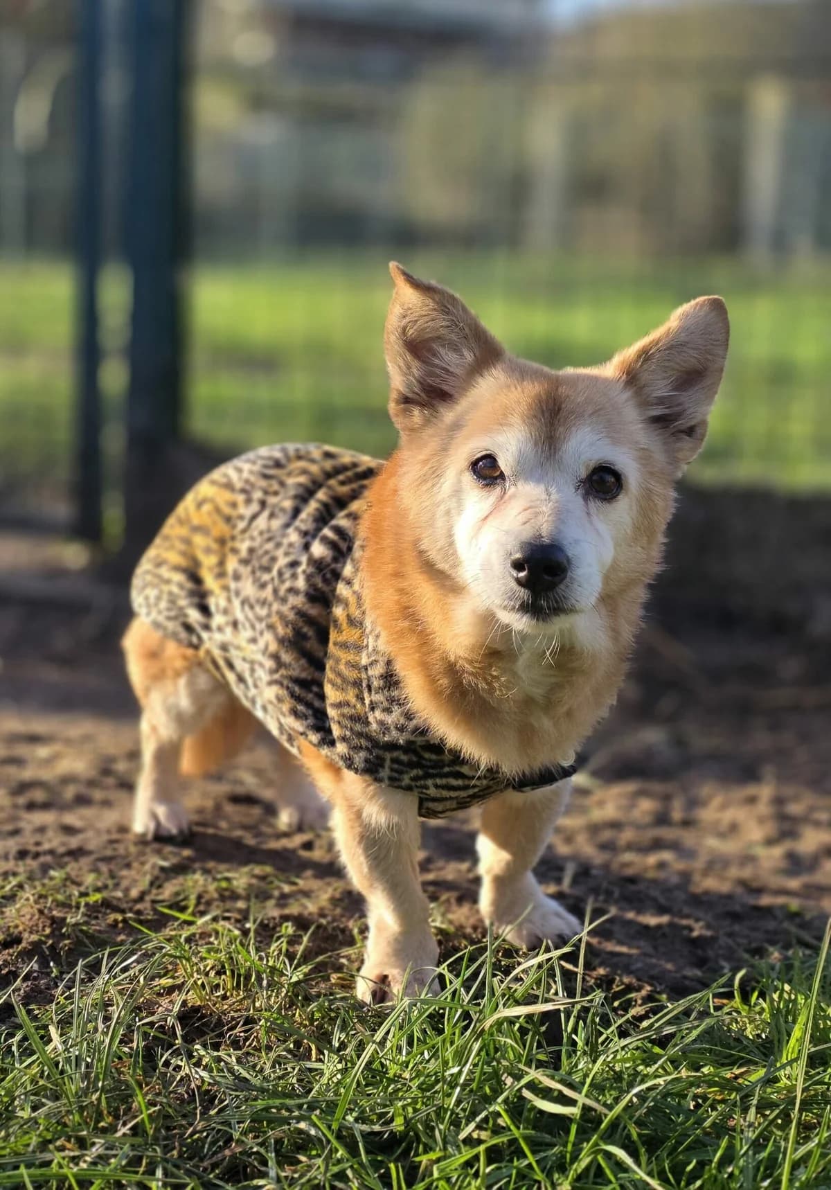 Chouquette, female senior mixed breed for adoption at Agir Pour La Vie Animale, France