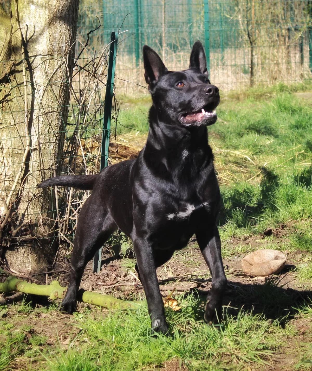 Dallas, female puppy mixed breed for adoption at Agir Pour La Vie Animale, France