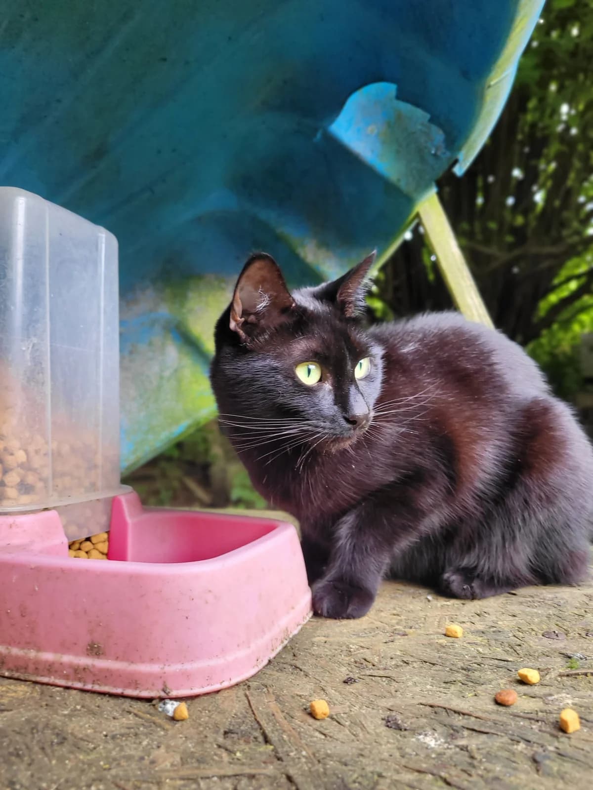 Djette, female 6yo European Shorthair for adoption at Agir Pour La Vie Animale, France