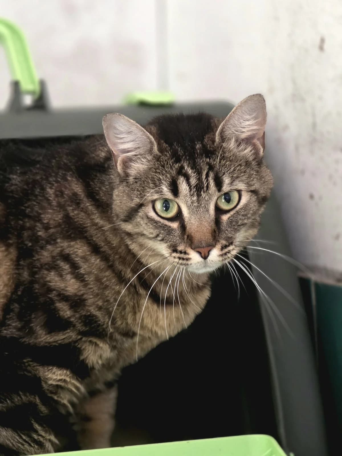 Duchesse, female 4yo European Shorthair for adoption at Agir Pour La Vie Animale, France