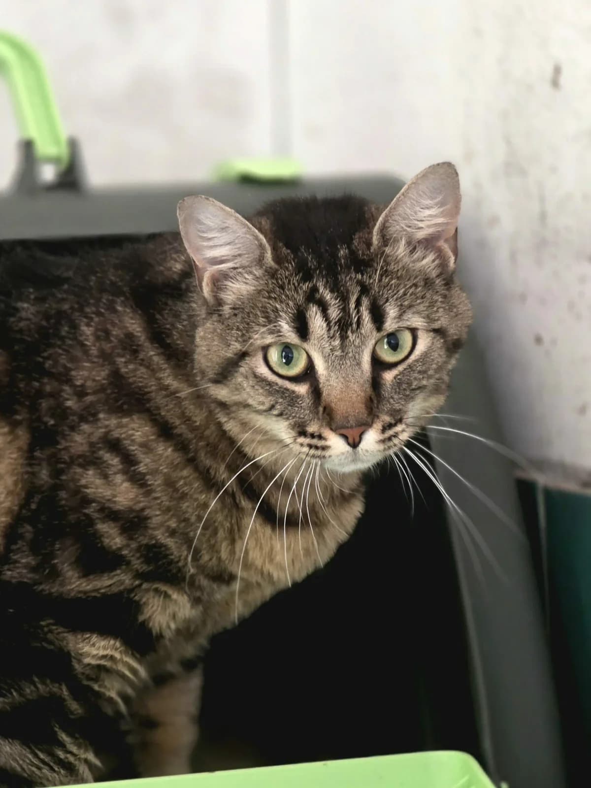 Duchesse, female 4yo European Shorthair for adoption at Agir Pour La Vie Animale, France