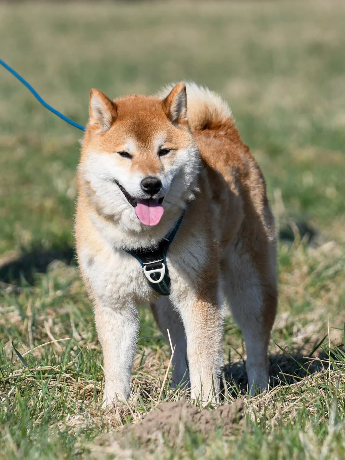Foxy, senior Shiba Inu for adoption at Agir Pour La Vie Animale, France