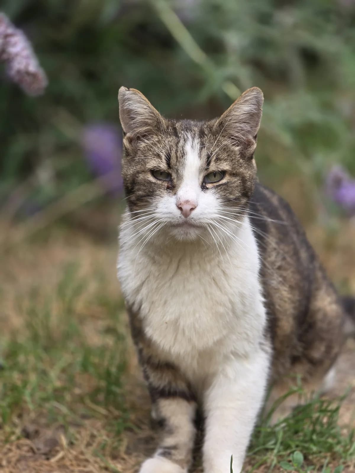 Grigri, male senior European Shorthair for adoption at Agir Pour La Vie Animale, France
