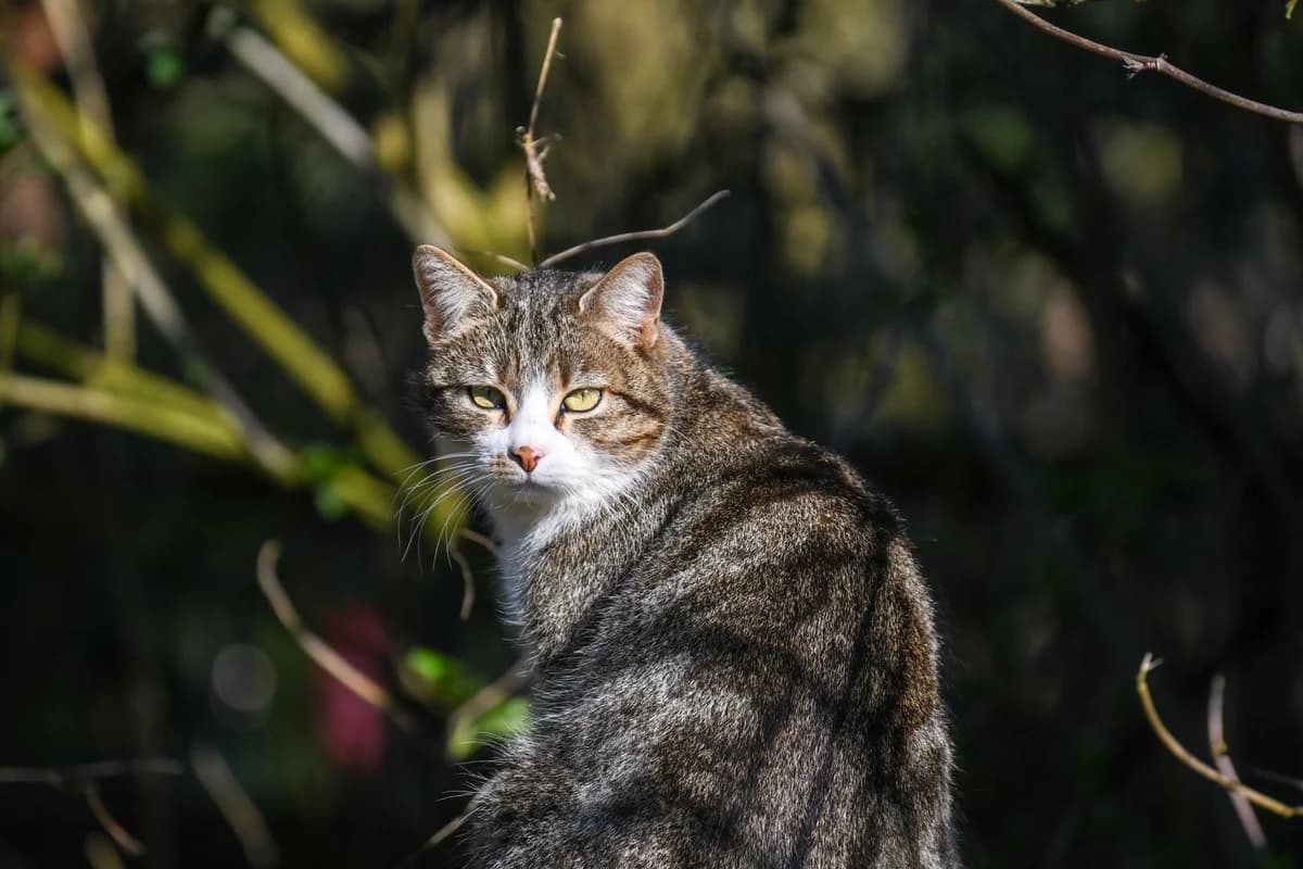 Isis, female 5yo European Shorthair for adoption at Agir Pour La Vie Animale, France
