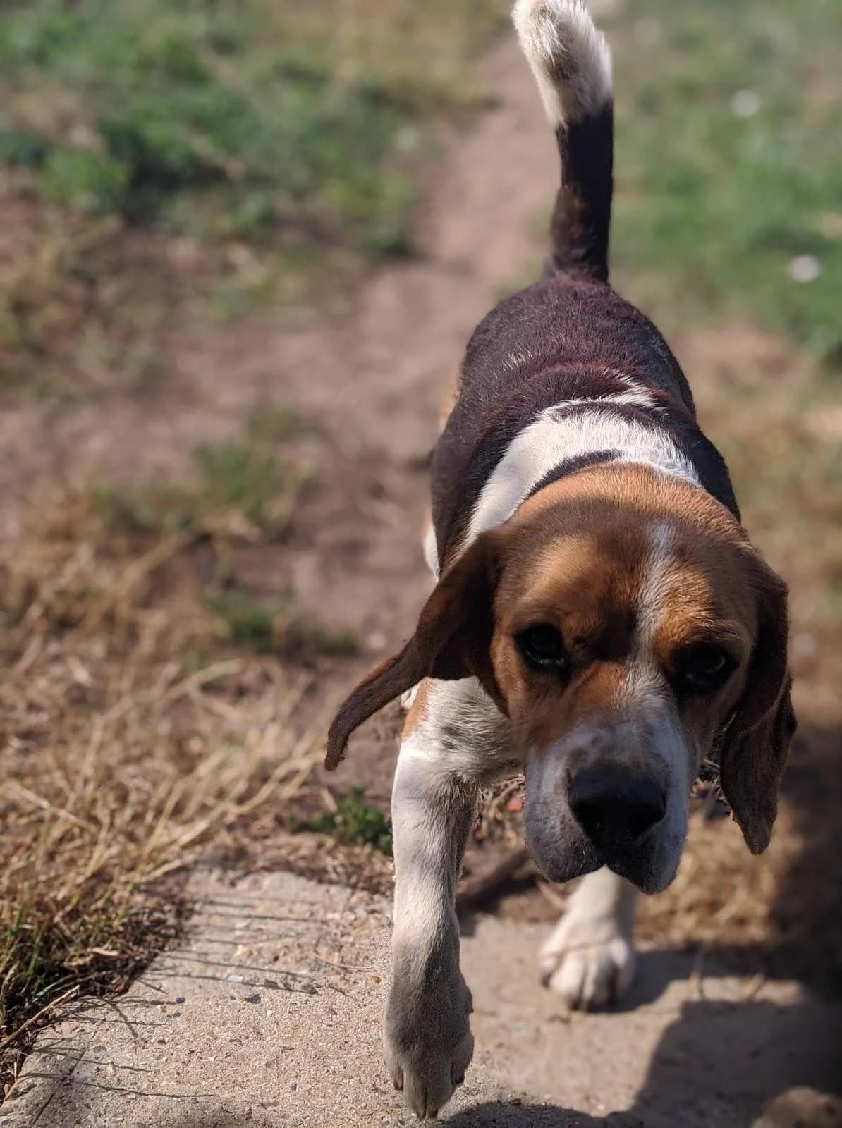 Pollo, male senior Beagle for adoption at Agir Pour La Vie Animale, France