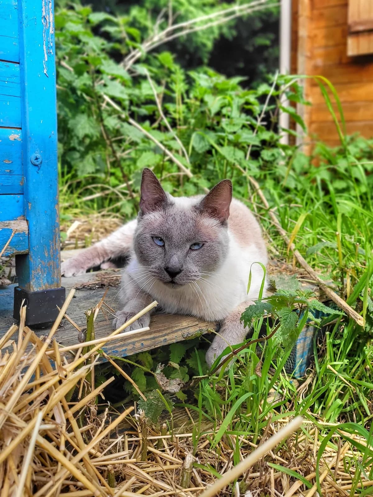 Junior, male senior Siamese for adoption at Agir Pour La Vie Animale, France