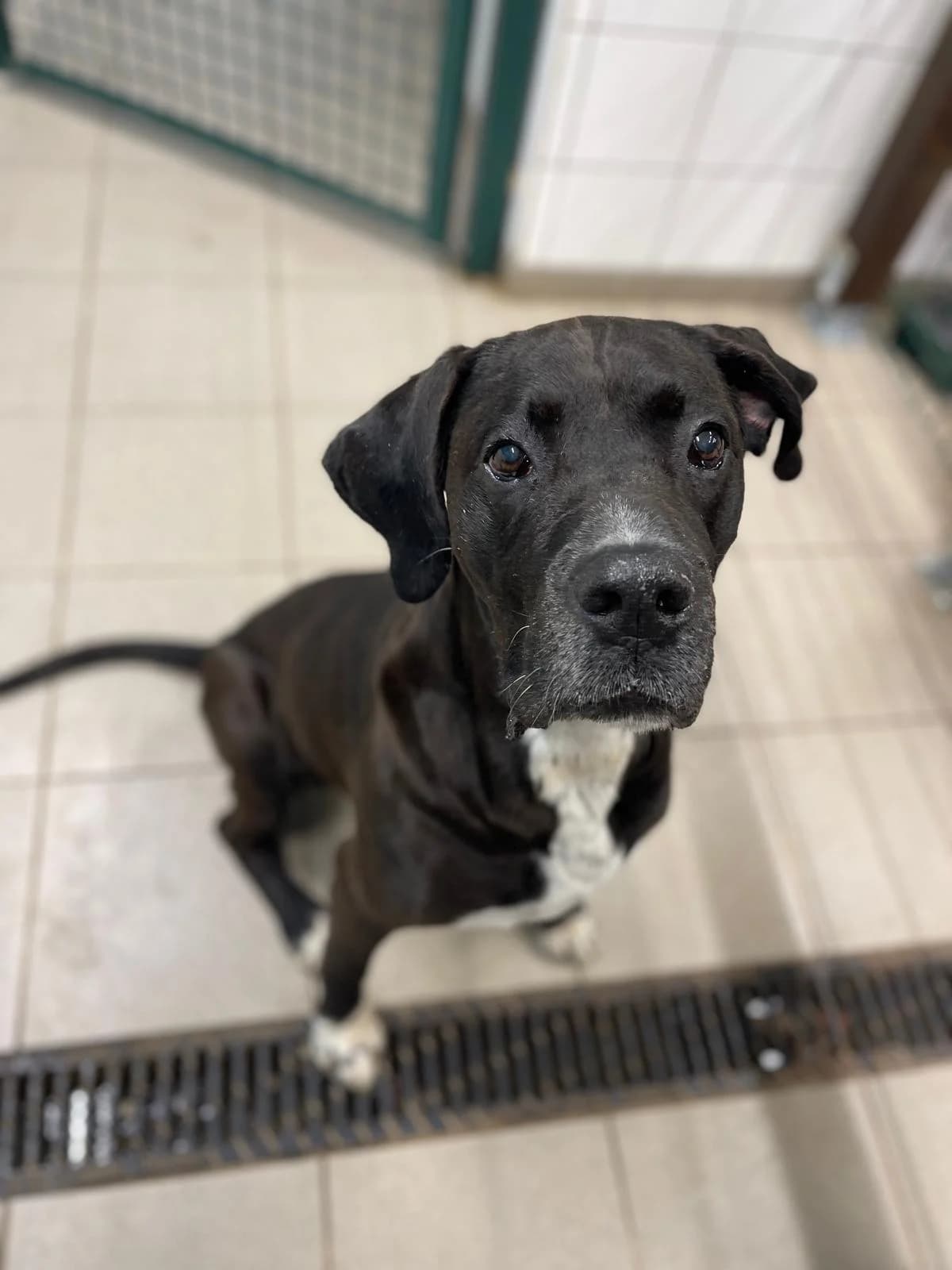 Lazare, male senior Mixed Breed for adoption at Agir Pour La Vie Animale, France