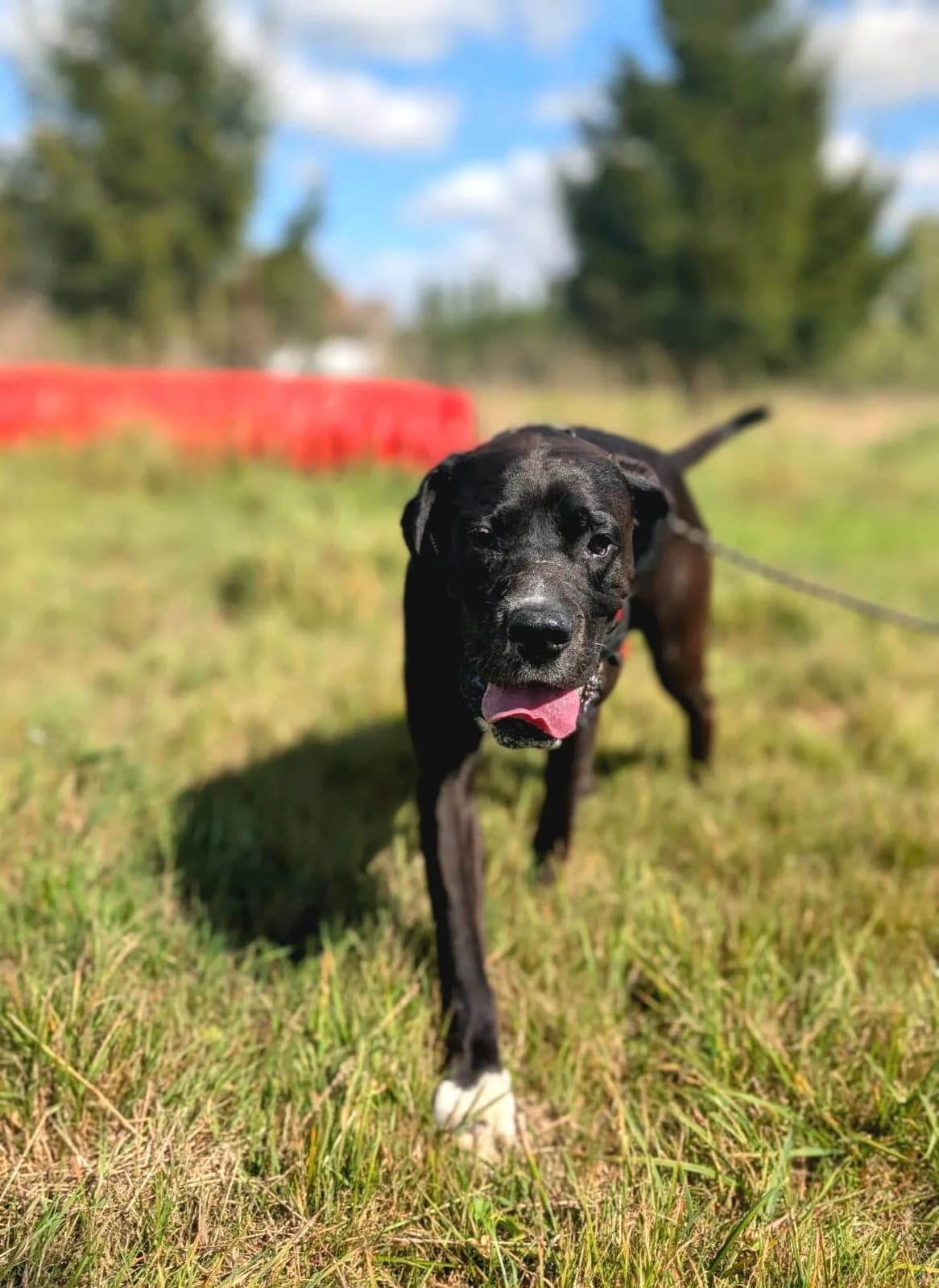 Lazare, male senior Mixed Breed for adoption at Agir Pour La Vie Animale, France