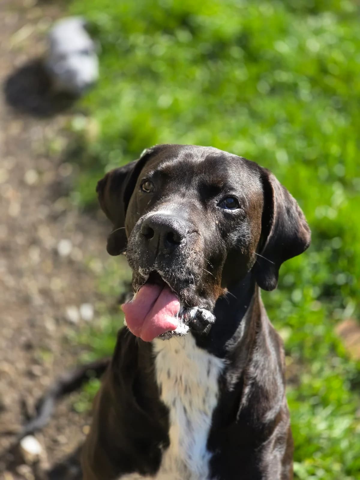 Lazare, male senior Mixed Breed for adoption at Agir Pour La Vie Animale, France