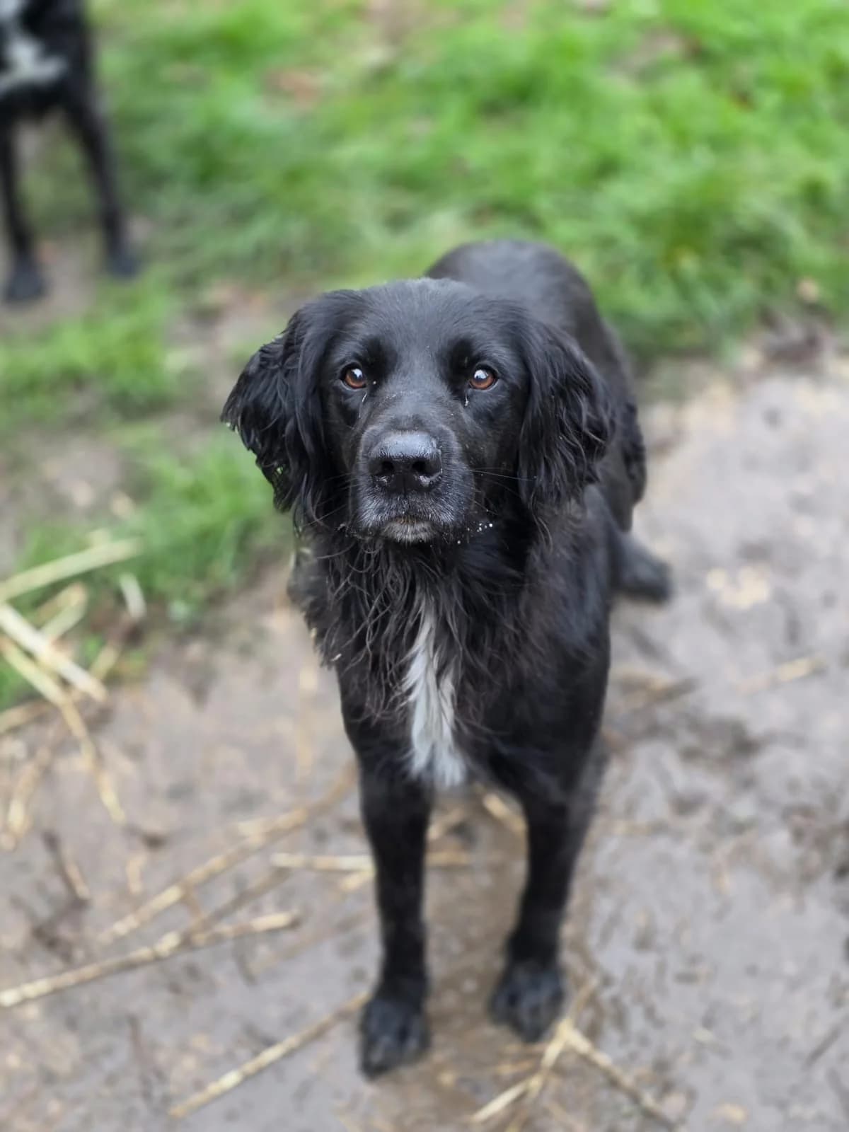 Lissandre, senior mixed breed for adoption at Agir Pour La Vie Animale, France