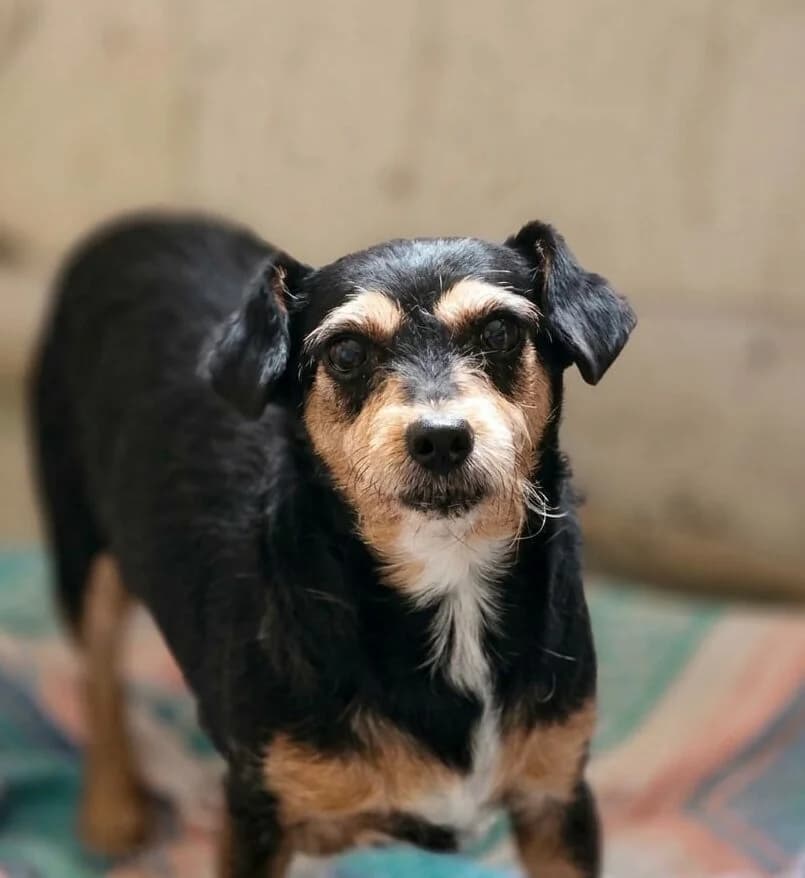 Lola, female senior Yorkshire Terrier for adoption at Agir Pour La Vie Animale, France