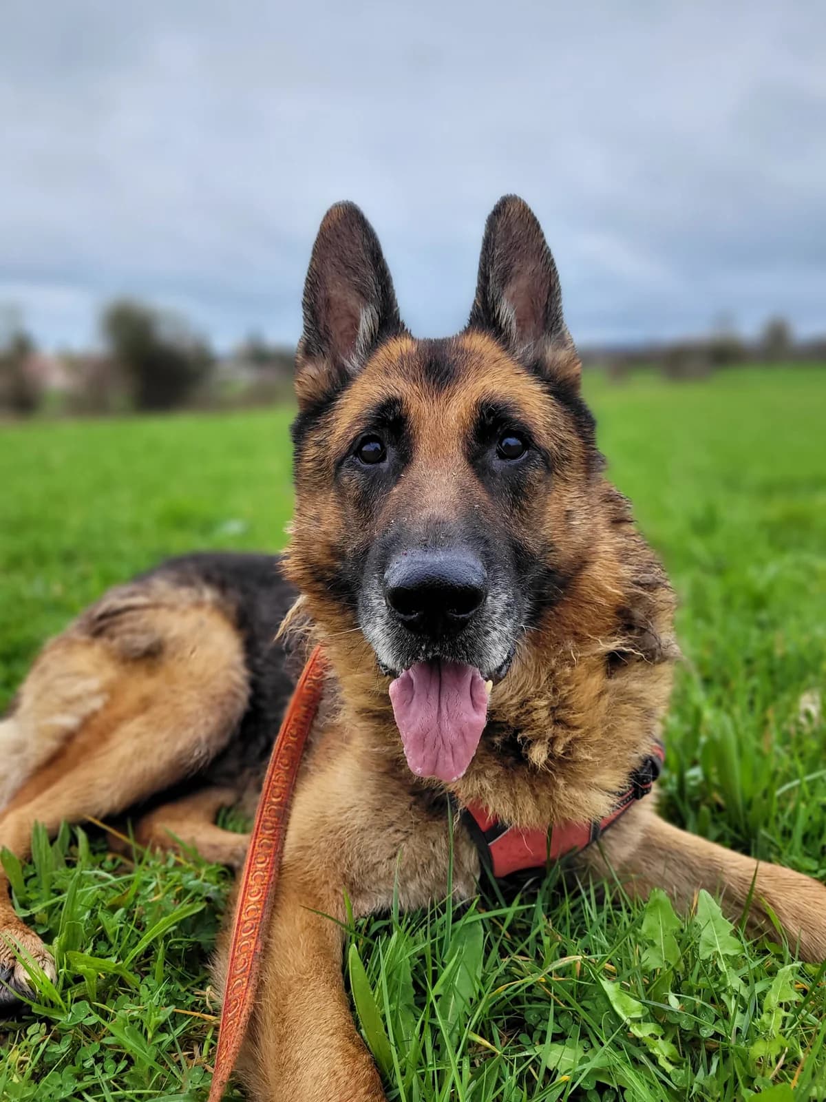 Malone, senior German Shepherd for adoption at Agir Pour La Vie Animale, France