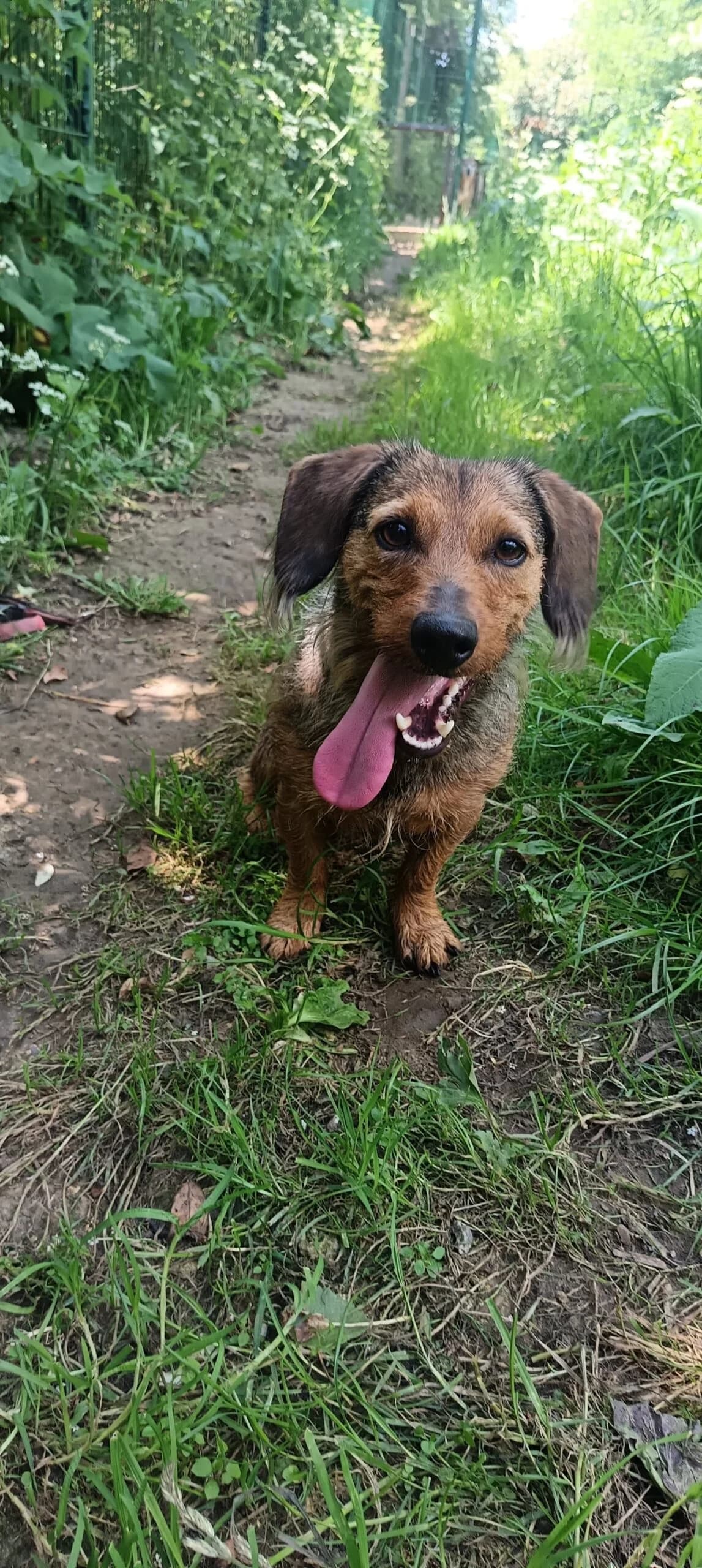 Mowgli, male 5yo Dachshund for adoption at Agir Pour La Vie Animale, France