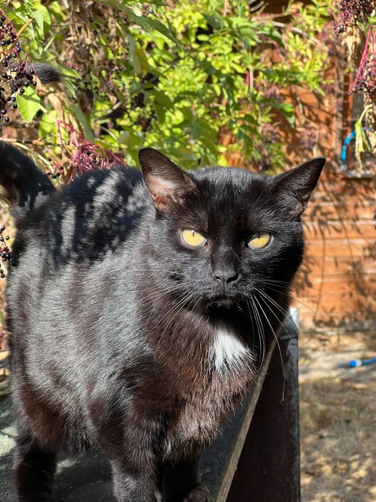 Nami, female senior European Shorthair for adoption at Agir Pour La Vie Animale, France