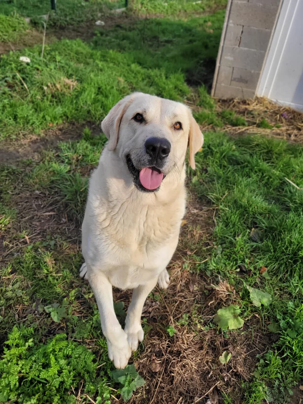 Naya, female 3yo Kangal for adoption at Agir Pour La Vie Animale, France