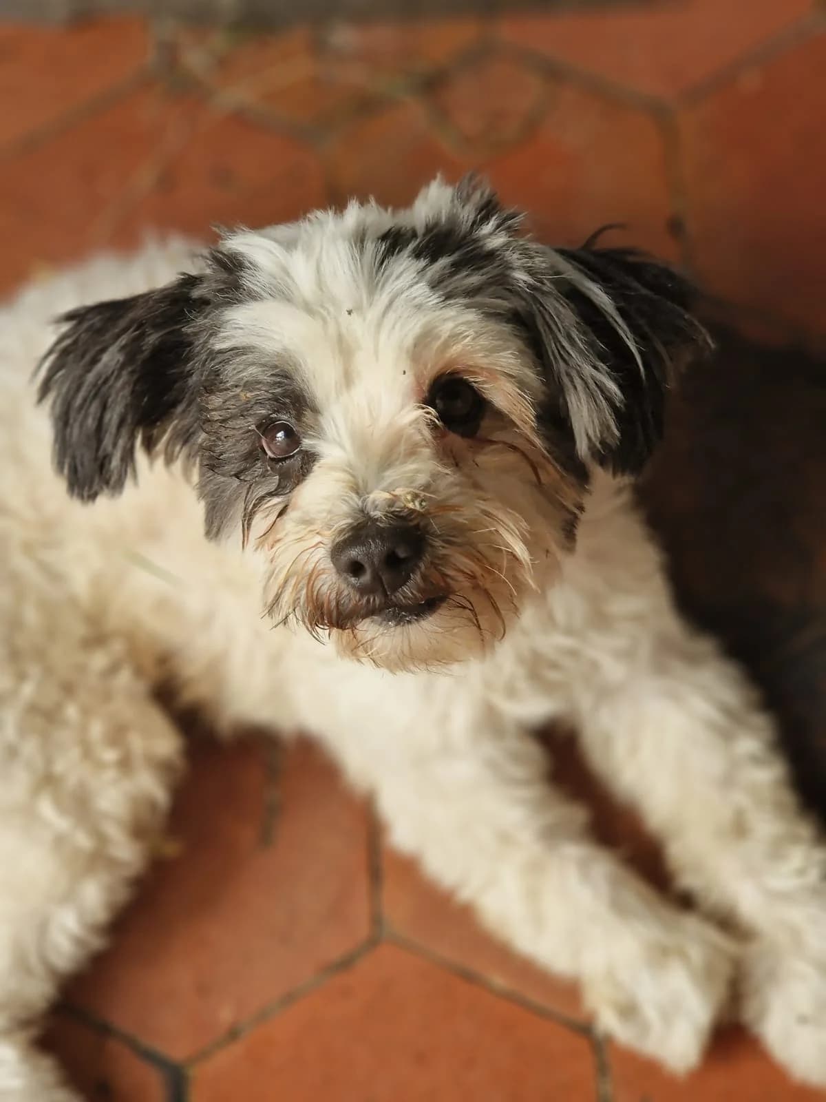 Panda, 5yo Bichon Frisé for adoption at Agir Pour La Vie Animale, France