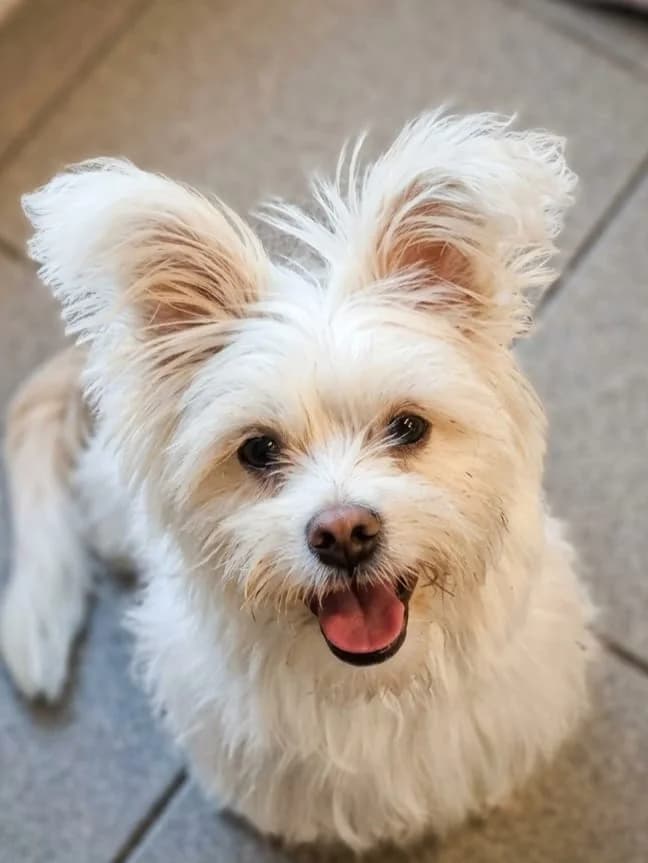 Papyrus, male young Bichon Frisé for adoption at Agir Pour La Vie Animale, France