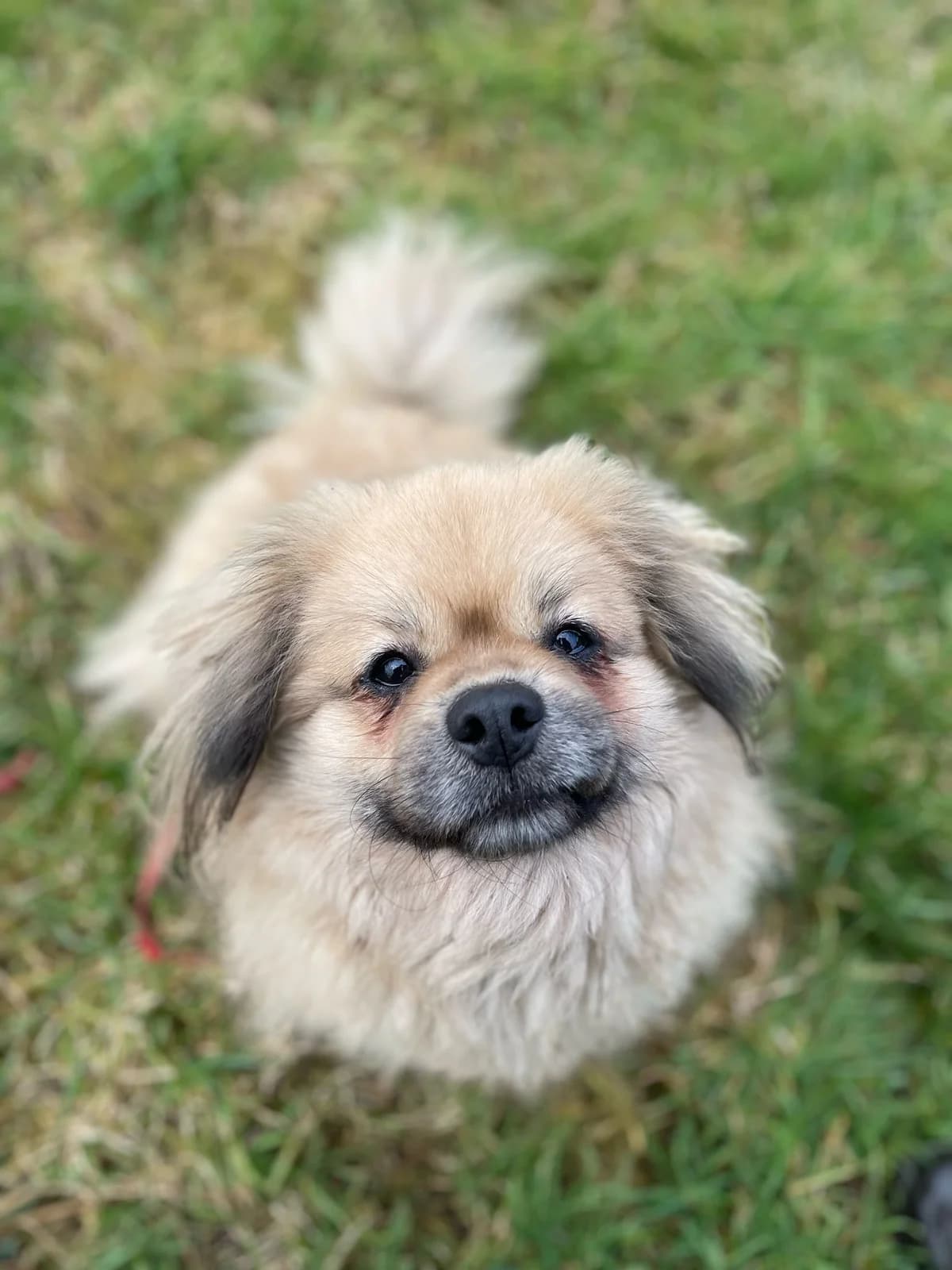 Poppy, male 5yo mixed breed for adoption at Agir Pour La Vie Animale, France