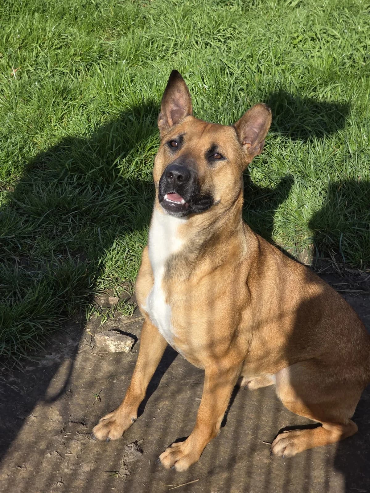 Prunelle, female mixed breed for adoption at Agir Pour La Vie Animale, France