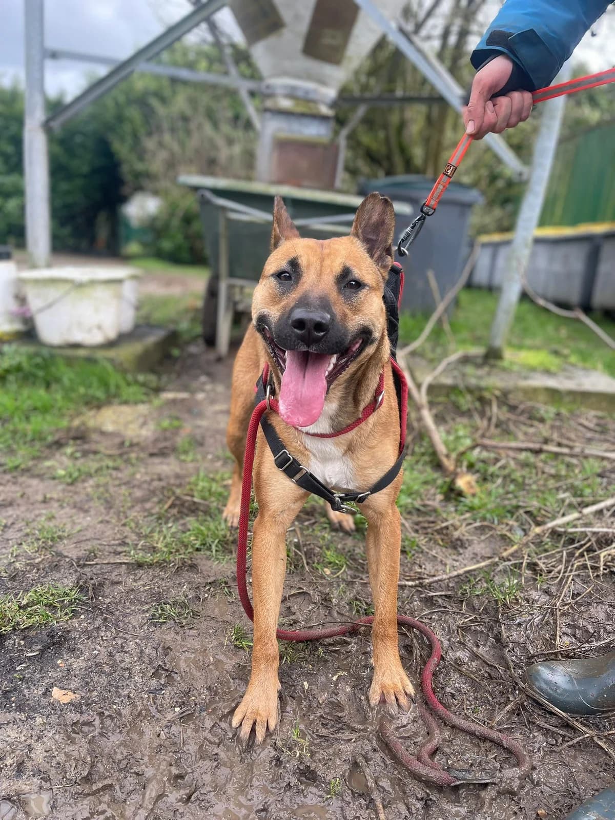 Prunelle, female young mixed breed for adoption at Agir Pour La Vie Animale, France